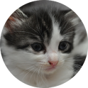 I Love Kittens Widget