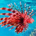 Sea Life Live Wallpaper Animated Backgrounds