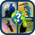 Birds Quiz Game 2020