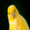 Canary Bird Tonos