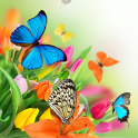 Schmetterling Live Hintergrund