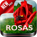 Imagenes de Rosas