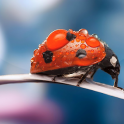 Ladybug Live Wallpaper Cute Moving Backgrounds