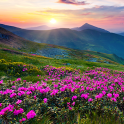 Fleur de montagne Fond Animé