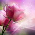 Rosas de pink