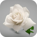 White Rose Live Wallpaper