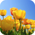 Tulips 4K Video Live Wallpaper