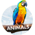 Animals Wallpapers