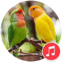 Lovebird Sounds