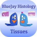 Tissue Flashcards: Histology