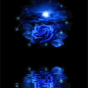 Blue Rose Reflected In Water L