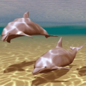 Dolphins Under Sea Live Wallpa