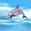 Dolphin Playing Live Wallpaper
