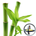 Bamboo Plant Yau 3D Parallax