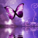 Purple Butterfly Reflected In