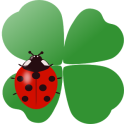 Coccinella Live Wallpaper