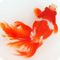 Japanese goldfish