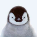 Le Pingouin ou le Manchot