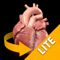 Heart 3D Anatomy Lite