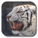 Bengal tiger live wallpaper