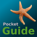 Pocket Guide UK Seashore