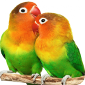 Parrot HD Wallpapers