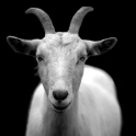 Goats Icon Theme
