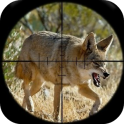 Convida caça Coyote
