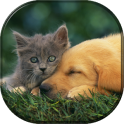 Pets & Animals Wallpapers FREE