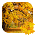 아름다운 가을 라이브 배경 화면 무료