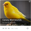 Canary Bird Sounds