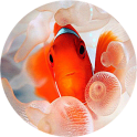 Clownfish Live Wallpaper