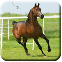 Caballo HD Live Wallpapers