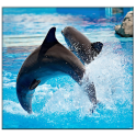 delfín de pantalla en vivo