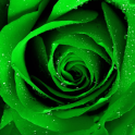 Green Rose Live Wallpaper