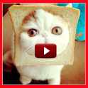 Funny Cat Videos HD