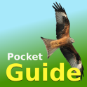 Pocket Guide UK Birds of Prey