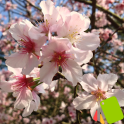 テーマ 桜の花