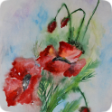 Poppies. Flower watercolor