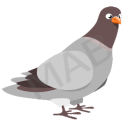 Pigeon Bird