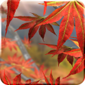 Autumn Tree Free Wallpaper