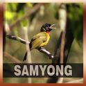 Suara Burung Samyong