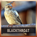 Suara Burung Blackthroat