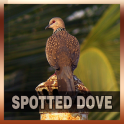 Spotted Dove Bird Song