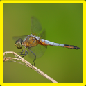 Dragonfly Memory Game