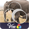 Venn Elephants