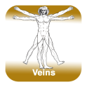 Anatomie - Venen