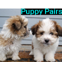 Puppy Pairs