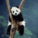 Cute Panda Wallpapers HD