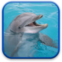 дельфин анимированные обои